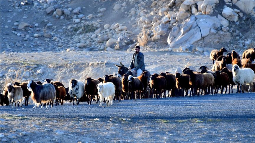 Rêwîtiya dagêrê ya koçeran ji zozanên Qersê berdewam dike