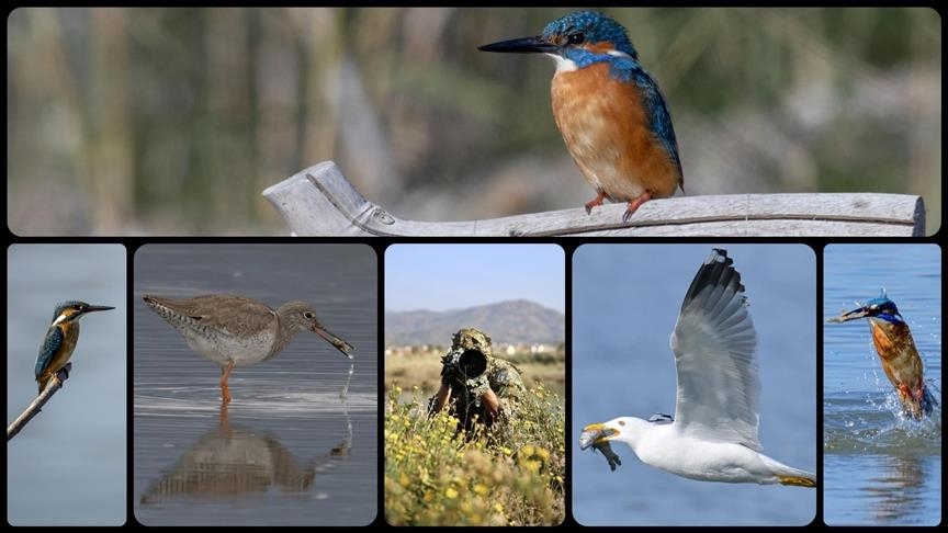 تركيا.. "جنة الطيور" تقدم وجبة دسمة لعشاق التصوير