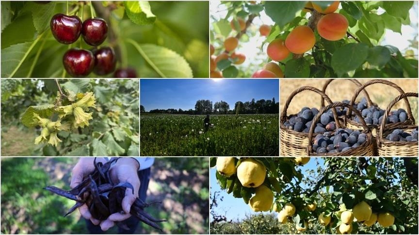بينها البندق والتين والمشمش.. تركيا الأولى عالميا في 7 منتجات زراعية