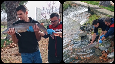 Meriç Nehri'nde yakalanan mersin balığı koruma altına alındı