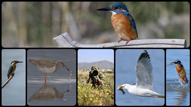 Fethiye'de Kuş Cenneti'nin sakinleri, fotoğrafçılara renkli kareler sunuyor