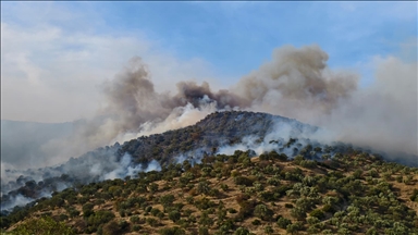 Aydın'da ziraat alanında çıkan yangına müdahale ediliyor