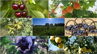 بينها البندق والتين والمشمش.. تركيا الأولى عالميا في 7 منتجات زراعية