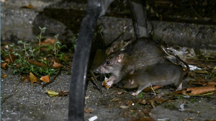 Популацијата на стаорци во Њујорк надмина 3 милиони
