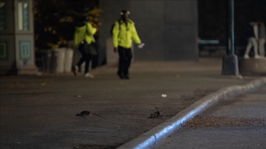 Njujorčani zabrinuti zbog sve masovnije pojave pacova u gradu