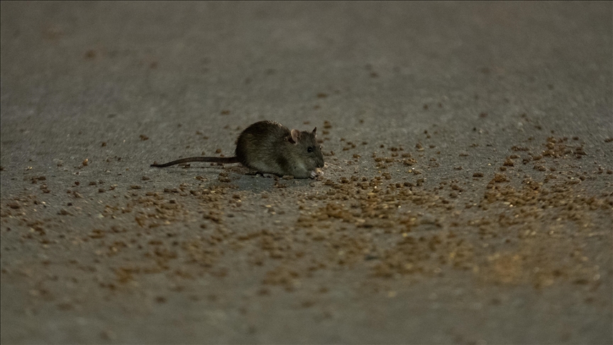 Numri i minjve në New York tejkalon 3 milionë