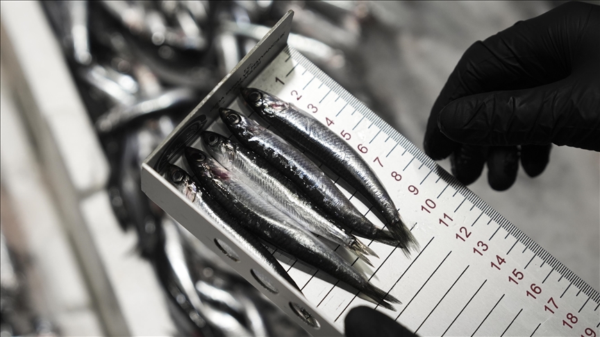 Ankara'da bu yıl 6 bin 161 su ürünleri denetimi yapıldı