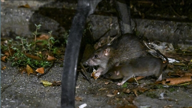 Популацијата на стаорци во Њујорк надмина 3 милиони