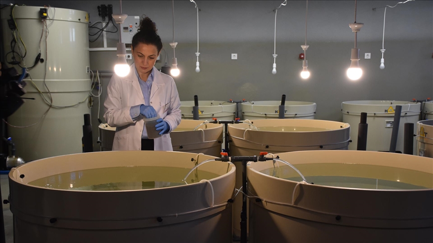 Kalkan balığının sürekliliği için 28 yılda 120 bin yavruyu Karadeniz'e bıraktılar