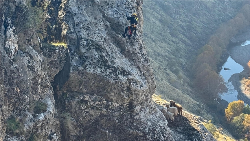 Li Diyarbekirê 25 bizinên li ser tehtan asê man hatin xilaskirin