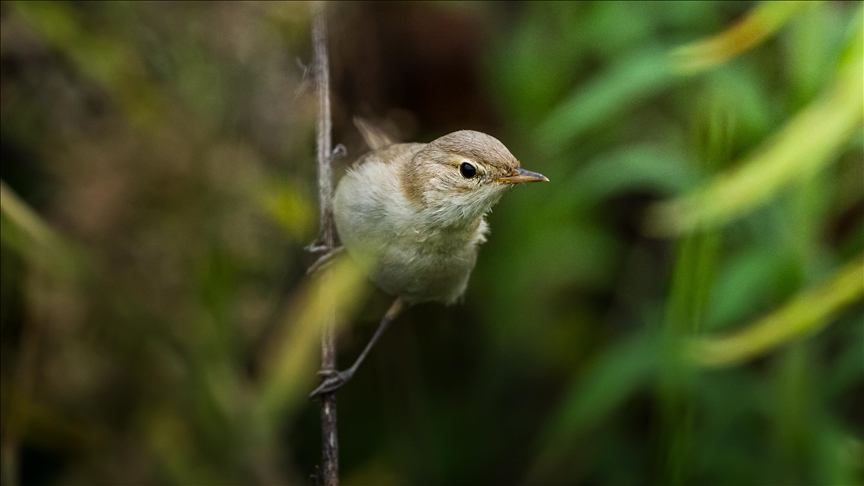 Zogjtë shtegtarë zgjedhin brigjet e Rizes në Turqi si strehë 
