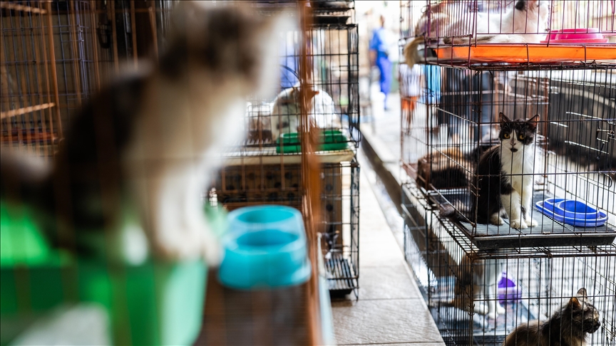 Indonesian capital bans trade, consumption of dog, cat meat