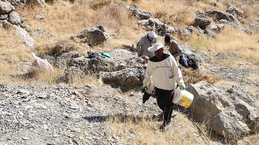 Kilometrelerce yürüyerek ulaştıkları dağlık alanda  kaya balı hasadı yaptılar