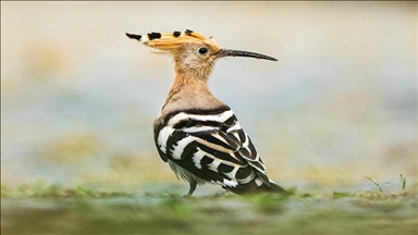 Птиците преселници ги избираат бреговите на турскиот град Ризе како засолниште