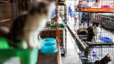 Indonesian capital bans trade, consumption of dog, cat meat