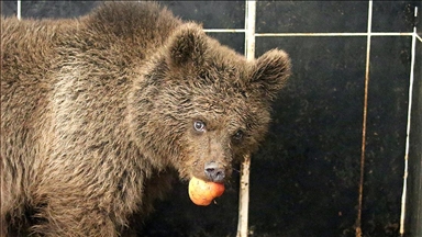 Kars'ta yol kenarında otururken bulunan yavru ayıya özel beslenme programı