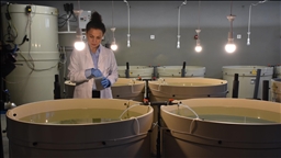 Kalkan balığının sürekliliği için 28 yılda 120 bin yavruyu Karadeniz'e bıraktılar