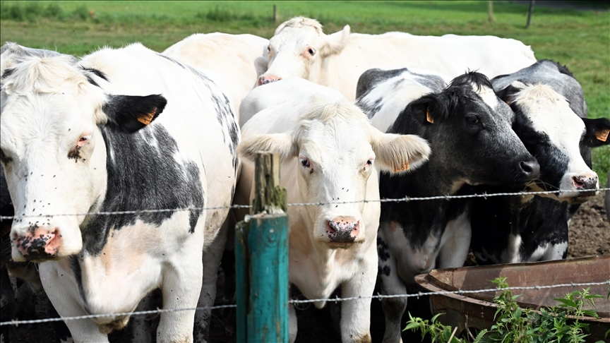 Prva farma kultivisanog mesa u svijetu biće otvorena u Holandiji