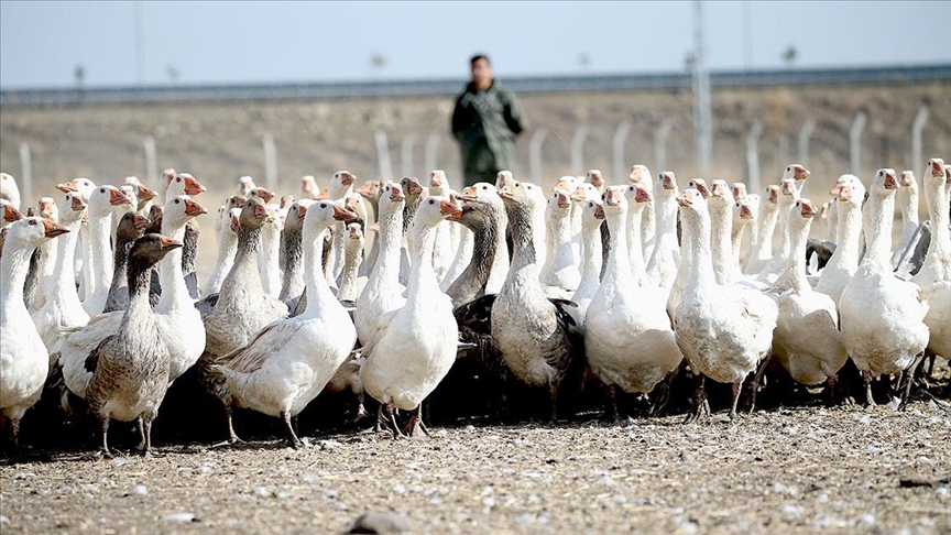 Kars'ta yılda yaklaşık 2,5 milyon kaz yetiştiriliyor