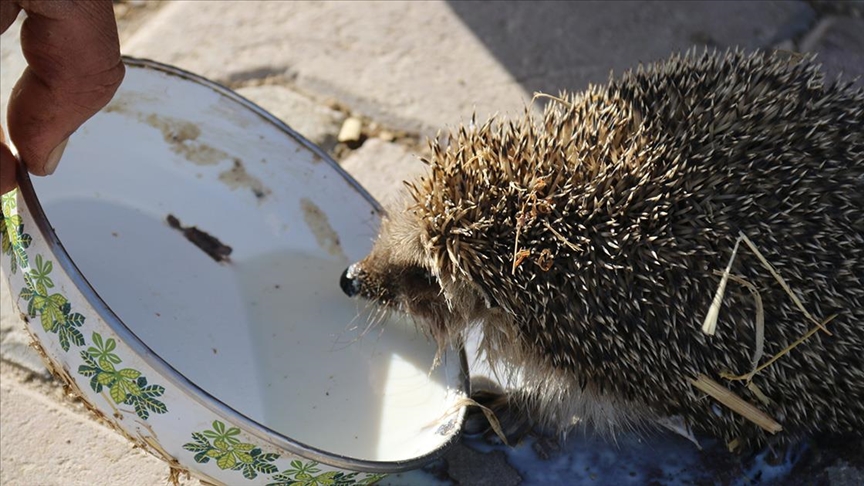 Aksaray'da bir çiftçi her sabah ahırına gelen kirpiyi sütle besliyor