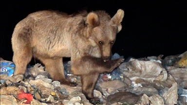 Kars'ta yaban hayvanları beslenmek için yerleşim yerlerine iniyor