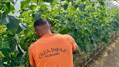 Kırşehir'de hükümlüler 400 dönümlük alanda tarım ve hayvancılığa katkıda bulunuyor