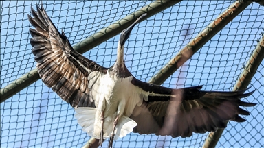 Japan’s 1st captive-bred crested Ibis dies at 26
