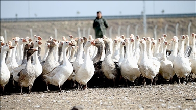 Kars'ta yılda yaklaşık 2,5 milyon kaz yetiştiriliyor