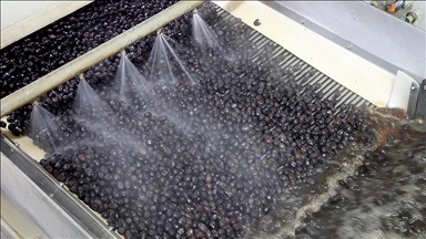 Türk zeytinini 68 ülkeye ihraç eden Marmarabirlik'in hedefi Orta Doğu pazarı