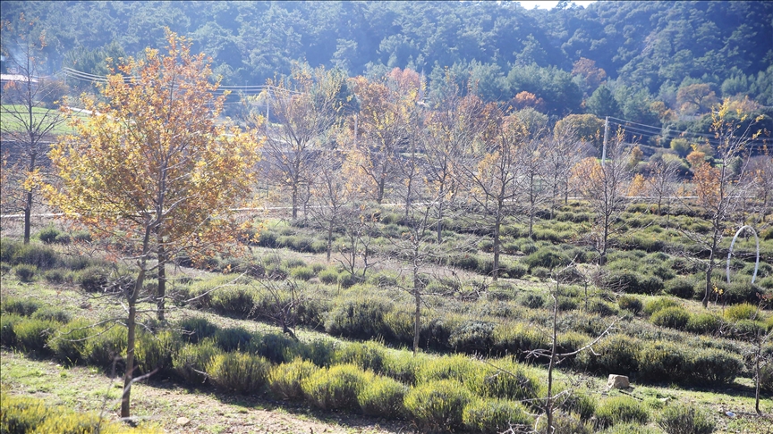 Muğla'da tıbbi ve aromatik bitkilerin üretim alanı 10 yılda 300 dekardan 6 bin dekara yükseldi