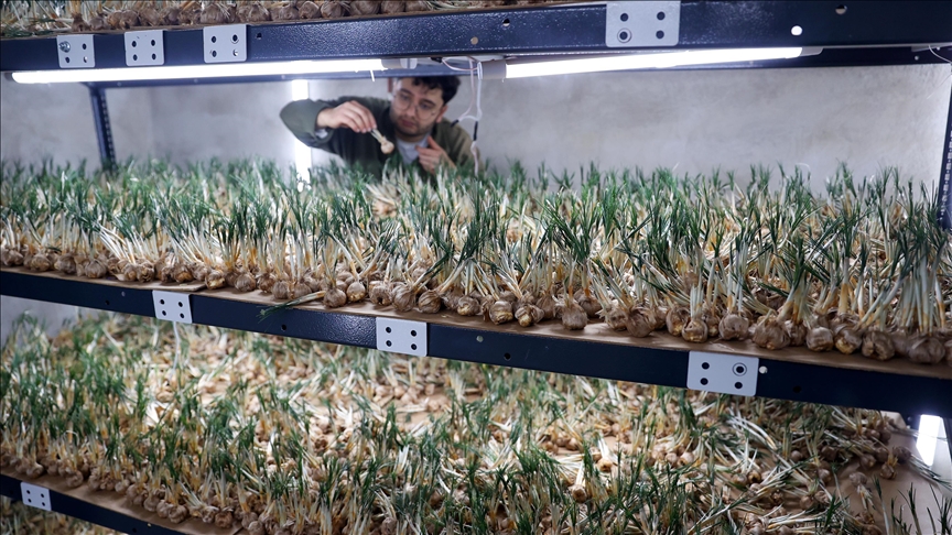 مهندس کشاورزی در قونیه با استفاده از روش «کشت بدون خاک» زعفران تولید می‌کند