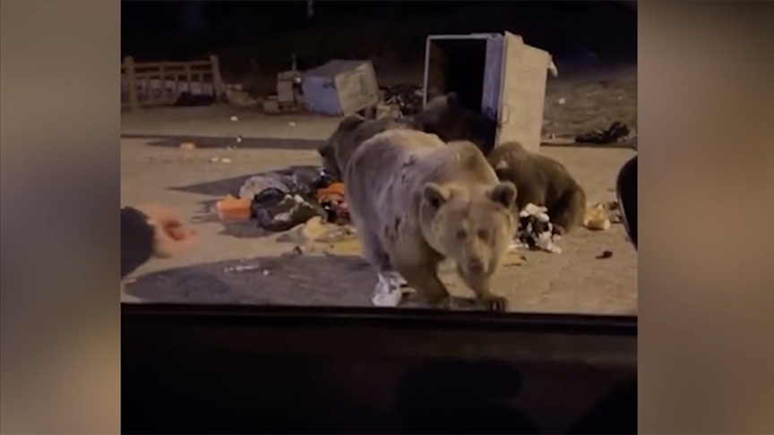 Bursa\'da ayının bir araca saldırdığı anlar kamerada