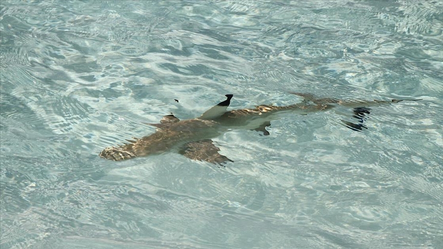 Avustralya\'da köpek balığı saldırısı sonucu bir kişi hayatını kaybetti, bir kişi yaralandı