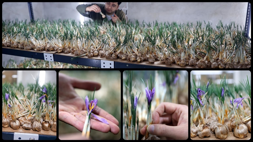 Deneme amaçlı kurduğu tesiste topraksız safran üretimi yapıyor