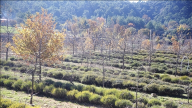 Muğla'da tıbbi ve aromatik bitkilerin üretim alanı 10 yılda 300 dekardan 6 bin dekara yükseldi