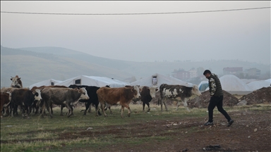 Li Mûşê rêncber ji bo ku heywanên xwe ji sermayê biparêzin di çadiran da xwedî dikin