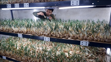 مهندس کشاورزی در قونیه با استفاده از روش «کشت بدون خاک» زعفران تولید می‌کند