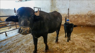 Diyarbakır'da embriyo transferiyle doğan manda "Dicle" anne oldu