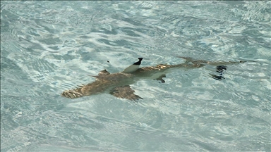 Avustralya'da köpek balığı saldırısı sonucu bir kişi hayatını kaybetti, bir kişi yaralandı