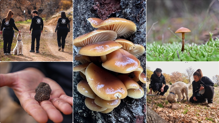 Nallıhan'da tespit edilen 120 tür mantar yapay zekayla sınıflandırılıyor