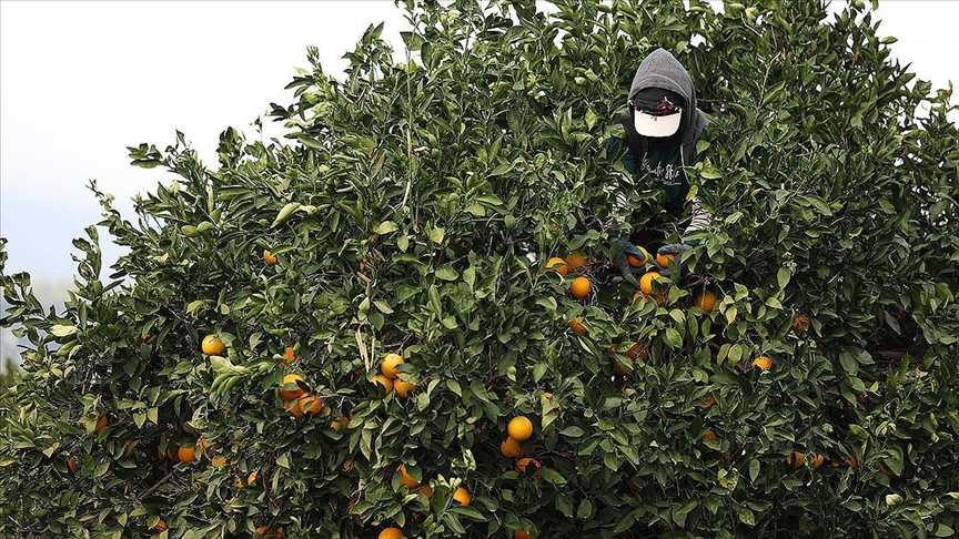 Coğrafi işaret tescilli Finike portakalına talep yoğun