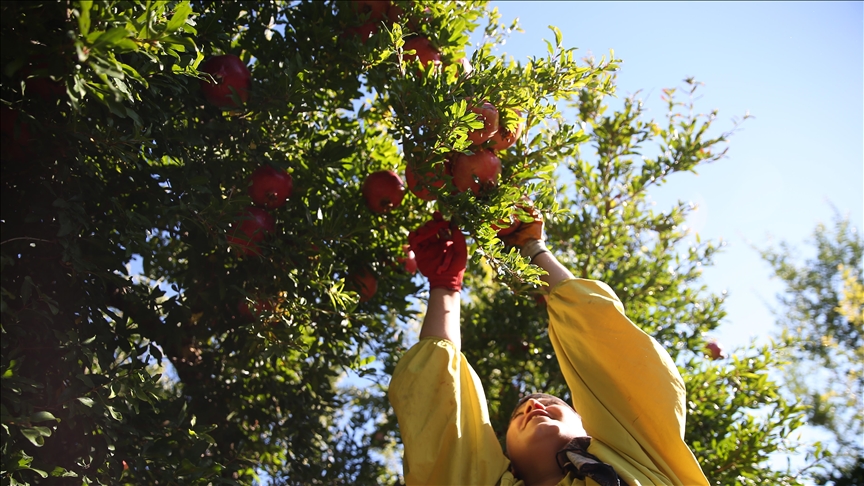 Li Adiyemanê qada hilberîna hinaran fireh dibe, rekolte zêde dibe