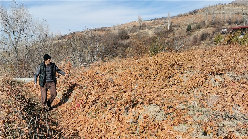 Kamera ewlehiyê dîmenê hirçên ku li Erzincanê ji rezên tiriyên zivistanê dixwarin kişand
