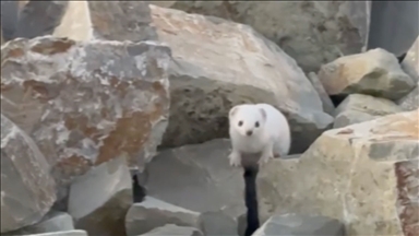 Koruma altındaki gelincik Bayburt'ta görüntülendi