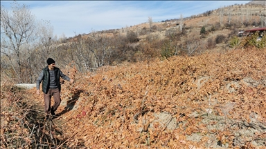 Kamera ewlehiyê dîmenê hirçên ku li Erzincanê ji rezên tiriyên zivistanê dixwarin kişand