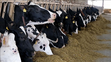 Türkiye'de et ve süt üretiminde arz sıkıntısı beklenmiyor