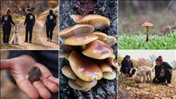 Nallıhan'da tespit edilen 120 tür mantar yapay zekayla sınıflandırılıyor