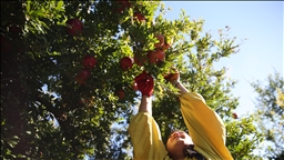 Li Adiyemanê qada hilberîna hinaran fireh dibe, rekolte zêde dibe