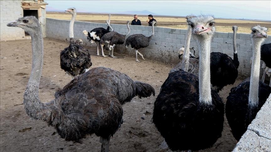Karsazekî ku xeyala xwe ya xwedîkirina hêştirmeyan li Qersê pêk tîne çêwlikekê ava dike