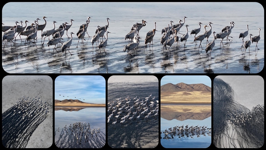 Su seviyesi yükselen Tuzla Palas Gölü'nde kuş popülasyonu arttı